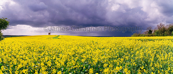 Chesterton rapeseed2