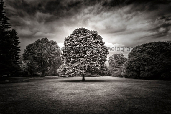 Central Tree Jephsons