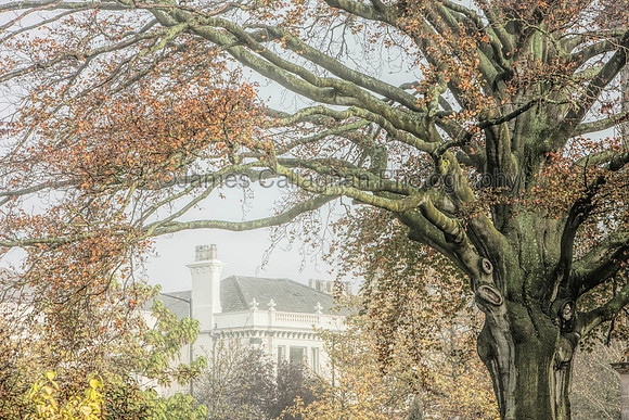 Jephsons Copper Beech Tree