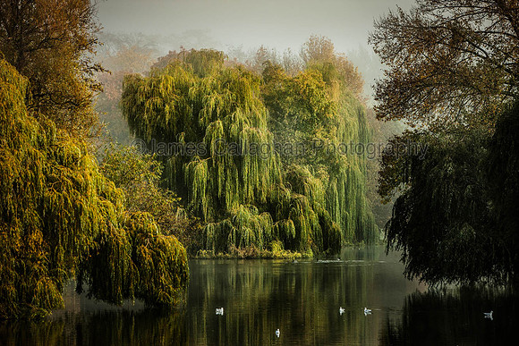 Willows From Mill Bridge Misty