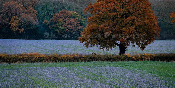 DSC09421Crop