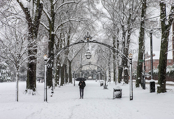 Linden Snow