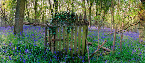 Bluebells Gateflat