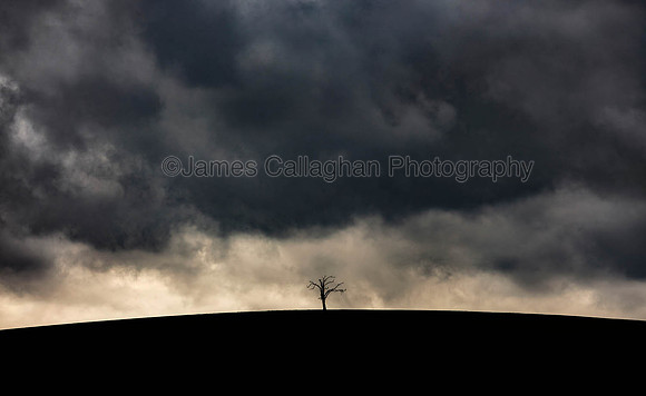 Lone Tree