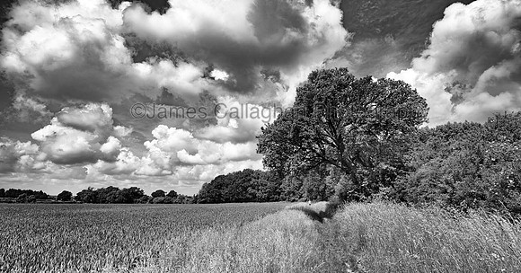 Pear Tree Panorama Mono