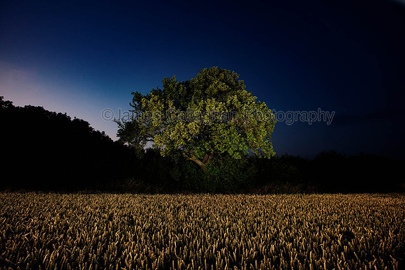 Pear Tree1