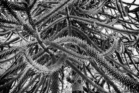 012A7997_1 (1)