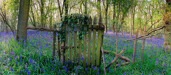 Bluebells Gateflat