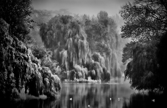 Willow in Jephson Gardens2